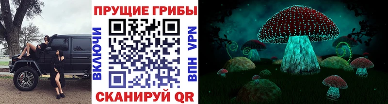 наркотики  Суздаль  Псилоцибиновые грибы мицелий 